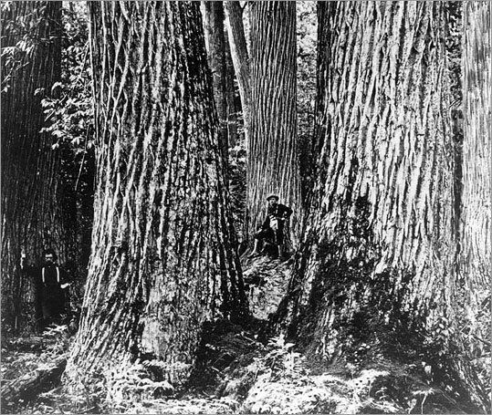 Smartbark offers a tribute to the American Chestnut Tree.