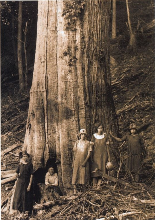 SmartBark blog — american-chestnut-tree