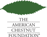 SmartBark blog — american-chestnut-tree