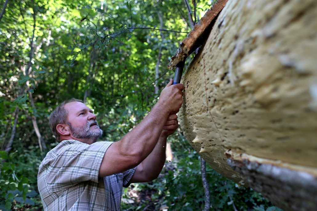 SmartBark blog — bark-siding