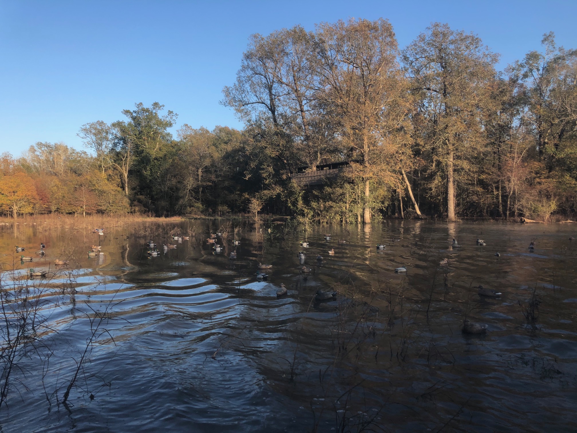 SmartBark blog — smartbark-bark-siding-hunting-blinds-duck-hunting